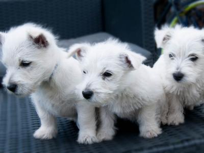 West Highland Terrier pups (2 boys 1 girl) in Kerry